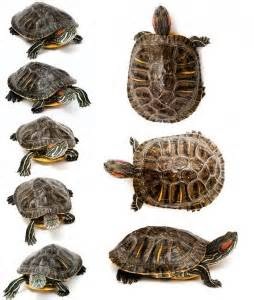 Size Red Eared Slider Turtles,Maternal Grandparents