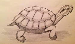 Steps on How to Draw a Red-Eared Slider - Red-Eared Slider Turtles